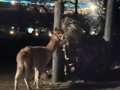 Photo-Dec-01-2023-7-52-08-PM